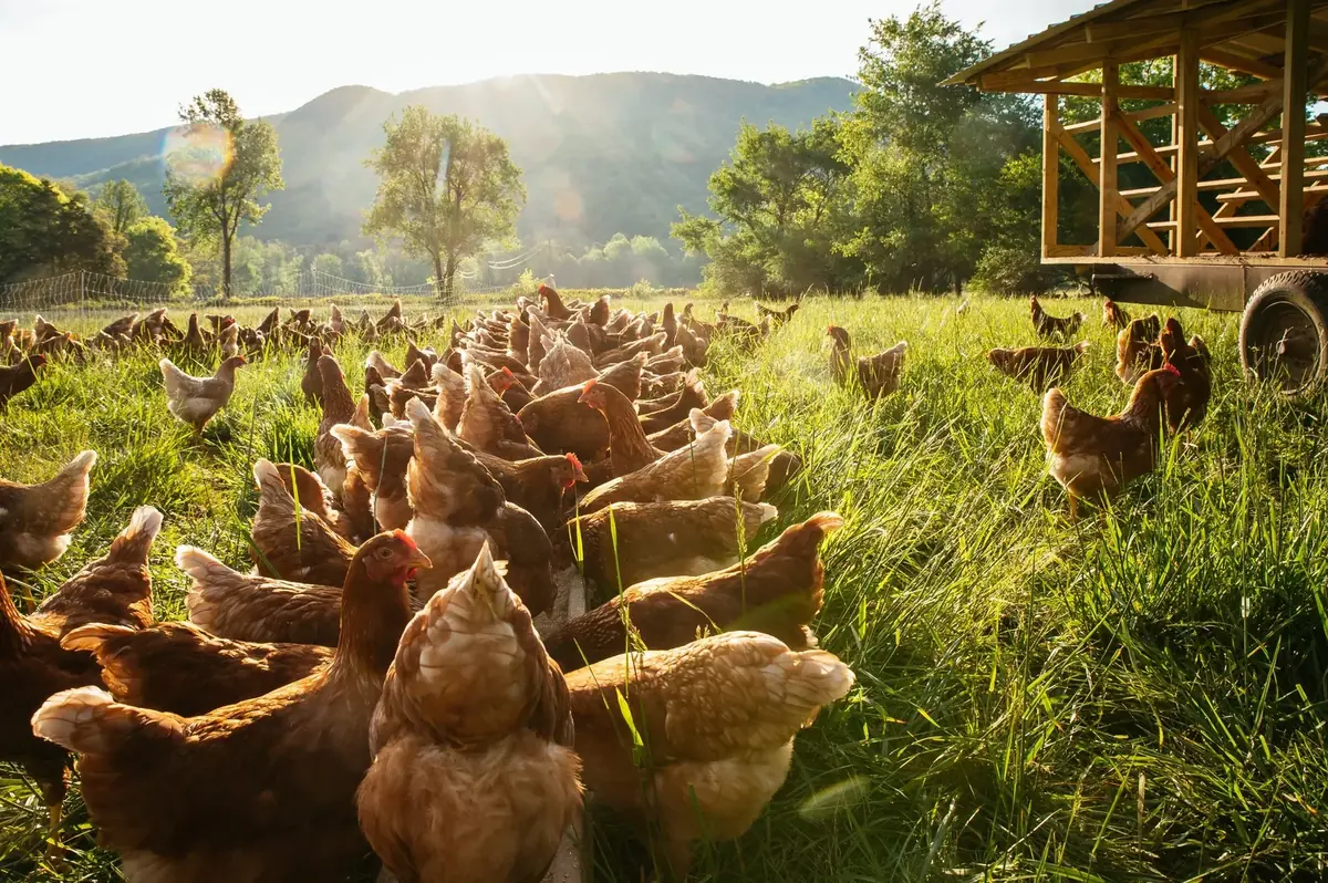 Poules en plein air dans l’herbe de la ferme, au lever du soleil