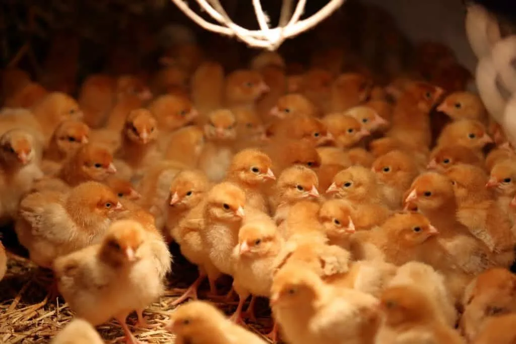Poussins jaunes d’un jour dans la ferme
